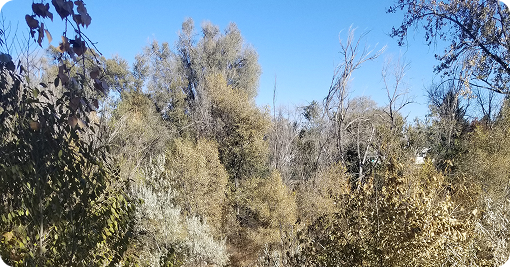 trees